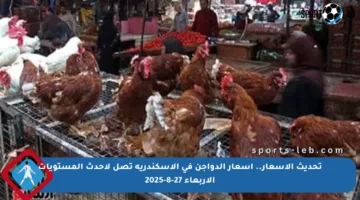 تحديث الأسعار.. أسعار الدواجن في الإسكندرية تصل لأحدث المستويات الأربعاء 27-8-2025